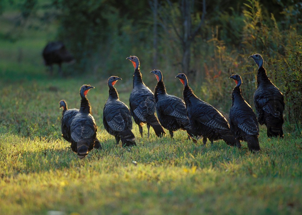 Spring Turkey Season Forecast from DNR The Edgefield Advertiser